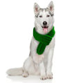 Miniatyrbillede 1 af 6: Hunde- og kattescarfs strikkede katte- og hundetøj kattescarfs kæledyrsgrønne scarfs