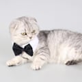 Miniatyrbilde 3 av 5: Justerbar slipskjorte for hund og katt, slips for kjæledyr, formell smoking for små hunder