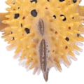 Miniatyrbillede 3 af 8: Havdyrfigurer Model Fuld Kerne Høj Simulation Hav Ocean Dyr Legetøj til Børn