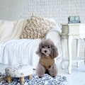 Miniatyrbilde 6 av 7: Halsgenser for hund - Vinterjakke Klær Klassisk Kabelstrikk med Leashhull for Kaldt Vær