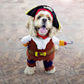 Miniatyrbild 4 av 5: Husdjur Hund Kostym Ny Rolig Husdjur Kläder Pirat Hund Katt Kostym Dräkt Corsair Klä upp Fest Kläder Kläder för Katt Hund Plus Hatt