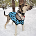 Miniatyrbilde 3 av 5: Avtakbar hette tykk hundeklær høst og vinter tartan kjæledyrgenser