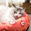 Pikkukuva 6 / 6: Kesäviilentävä Koiranpeti, Pehmeä Purukestävä Koiranpeti Häkkiin, Viilentävä Alusta Kissoille Squishmallow Koiranpeti Lemmikin Itseviilentävä Alusta
