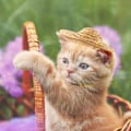 Pikkukuva 6 / 6: Säädettävä Lemmikin Olkihattu, Muodikkaat Koiran Sombrero-Hattu, Auringon Hattu