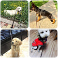Miniatyrbilde 3 av 5: Lærhundetreningsline. Laget av lær og er et alternativ for jakthunder