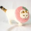 Miniatyrbild 5 av 5: Justerbar katt återhämtningskrage mjuk, söt husdjur E-krage nackkrage efter operation sår läkning skyddskrage passar för kattungar, små hundar