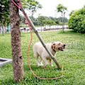Miniatyrbilde 3 av 5: Hundeforing for trening - Langt bånd for utendørs