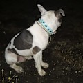 Miniatyrbild 5 av 5: Justerbart brett spik hundhalsband, svampnit PU läder katt hundhalsband, hållbart spik husdjurshalsband