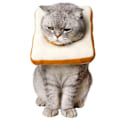 Miniatyrbild 1 av 7: Justerbar kattkon krage mjuk, katt återhämtnings krage, kon för katt efter operation, katt hals krage