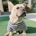 Miniatyrbillede 5 af 7: Bomuldstribet Hundetrøje til Store Hunde, Strækbar Åndbar Blød Letvægts Kølig Kæledyrs T-shirt