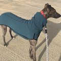 Miniatyrbillede 6 af 6: Hund varm høj krave binding todelt tøj solid kæledyr tøj