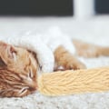 Miniatyrbild 5 av 7: Katt leksaker katt kuddar, mjuka och hållbara Crinkle Sound Catnip leksaker, interaktiva katt kicker leksaker