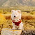 Miniatyrbild 3 av 5: Kattkrage Enkel orange check husdjurskrage