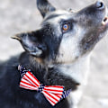 Miniatyrbillede 3 af 5: Hundekrave, åndbar nylon-krage til kæledyr med blød neoprenpolstring, justerbar