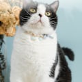 Miniatyrbillede 6 af 8: Hunde- og Katteperle Halskæde Bling Tilbehør Bånd Kærlighed Charm Vedhæng Kæledyr Hvalp Smykker til Hunhvalp Chihuahua Yorkie Justerbar Håndlavet
