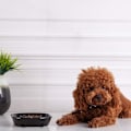 Miniatyrbillede 4 af 8: Hunde Slow Feeder Keramik Kat Hund Skål Hundefoder Skål Langsom Foder Madskåle til Bulldog Hvalp Mellemstore Hunde Kæledyrs Kost