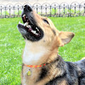 Pikkukuva 4 / 5: Kaulapanta - Musta - Keskikoko - Alkuperäinen Snickers-kaulapanta