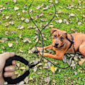 Miniatyrbilde 3 av 5: Lang line for hundetrening - Refleksjonsbånd i nylon, sjekktau for hunder på tur, camping