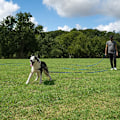Miniatyrbilde 3 av 5: Hunde-/Valpe-Lydighet Tilbakekalling Trening Agility Leie Trening Leash - Perfekt for Trening, Lek, Camping