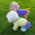 Miniatyrbillede 5 af 6: Hvalpe Trøje til Små Hunde Tøj Varmt Vinter Kat Tøj Kæledyr Sweatshirt Hundekilling Tøj, Multifarvet, XS-XL