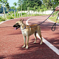 Miniatyrbilde 3 av 5: Hundeforing Tau Holdbar Kjæledyr Sterk Trening Trafikk Gå Leie for Valp