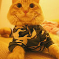 Miniatyrbillede 7 af 7: Drengedog T-shirt Camo Outfits til Hunde Camouflage Kostume Hund Camo Hoodie Yorkie Tøj til Små Hunde
