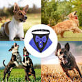 Miniatyrbillede 5 af 5: Formel hundetuxedo-sjal kæledyrsbryllup sløjfe slips Sjal krave justerbar sort hund slips