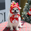 Miniatyrbild 4 av 5: Katt Teddy Pomeranian Höst/Vinter Juldräkt