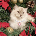 Miniatyrbild 4 av 5: Kristallhjärta husdjur katt hund halsband smycken med Bling pärlor strass charm för husdjur katter små hundar