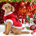 Miniatyrbild 5 av 5: Hund Jul Kläder Kostym, Hundkläder för Små Medelstora Hundar