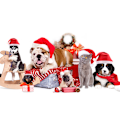 Miniatyrbild 10 av 10: Julhatt 12-pack Plysch Tomtehattar för Juldräkt Julfesttillbehör