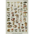 Miniatyrbild 10 av 10: Gobelängsmushroom TYP 3 TYP 3