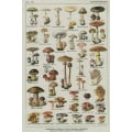 Miniatyrbilde 10 av 10: Gobelängsopp TYPE 3 TYPE 3