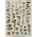 Miniatyrbild 1 av 10: Gobelängsmushroom TYP 3 TYP 3