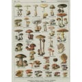 Miniatyrbillede 1 af 10: Gobelängsmushroom TYPE 3 TYPE 3