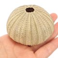 Miniatyrbillede 2 af 3: 6 stk. naturlige søpindsvinsskaller Akvarium søpindsvinsskaller Hjemmeindretning søpindsvinsskaller（6.00X6.00X3.50CM）