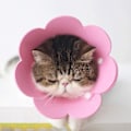 Miniatyrbild 3 av 5: Krage för katt i anti-bitande krage, skyddskrage för katt, krage för katt, sårskydd, krage för katt, justerbar