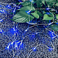 Miniatyrbild 5 av 5: Dekorativt LED-ljusnät för trädgårdsdekoration (Blå)