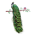Miniatyrbild 1 av 5: Vacker påfågel väggdekal - Väggdekoration för vardagsrum sovrum väggdekal