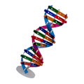 Miniatyrbilde 2 av 4: DIY DNA dobbeltheliksmodell biologisk vitenskap eksperimentverktøy menneskelige gener læringsverktøy for skolekontor（33*11,3cm）