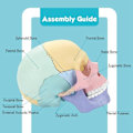 Pikkukuva 2 / 5: Anatomian kallon malli, ihmisen anatomian kallon palapeli, irrotettava mini-ihmisen kallon malli, klinikan opetus（Valokuva väri）
