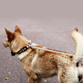 Miniatyrbilde 4 av 5: Reflekterende Hundehalsbånd. Passer til små, mellomstore og store hunder (S, farget bånd)