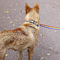Miniatyrbilde 3 av 5: Reflekterende Hundehalsbånd. Passer til små, mellomstore og store hunder (S, farget bånd)