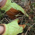 Pikkukuva 3 / 5: Naisten puutarhanhoitajan nahkaiset työkäsineet, entisöintityöt, suojaavat puutarhanhoitokäsineet