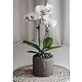 Miniatyrbild 4 av 5: Set med 2 Keramiska Blomkrukor för Suckulenter - Ansiktsdesign - För Vardagsrum, Kontor - Vit
