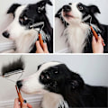Miniatyrbillede 4 af 5: Coat King Børste til Hunde og Katte, Kæledyrsplejekam Udfiltrende Rive Reducerer Hårtab Dramatisk