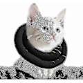 Miniatyrbild 1 av 5: Justerbart kattkrage, mjukt kattåterhämtningskrage, skyddande husdjurskrage efter operation (s, svart)