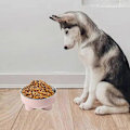Miniatyrbillede 5 af 5: Foder- og vandskåle til kæledyr, anti-opkast katte- og hundefoder, beskytter kæledyrets rygsøjle - Style6
