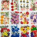 90 stk. Ægte Tørrede Pressede Blomster, Tørre Pressede Blomster Til Resin Naturlige Pressede Blomsterblade Farverige Tørrede Pressede Blomster Til DIY Håndværk Lys J