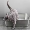 Miniatyrbilde 3 av 5: Rektangulær Kattedo i Rustfritt Stål, Bruddsikker Lav Inngang Åpen Romslig Metall Kattedo Kjæledyrstilbehør M 1